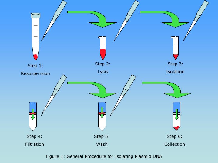 Процесс выделения днк. Выделение ДНК. Выделение ДНК из растительного материала. Выделение ДНК из банана. DNA Isolation.