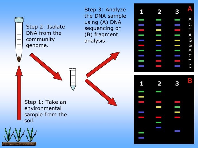 genetics analysis of genes and genomes free pdf